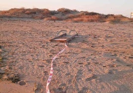 La colonia de charrancitos de la playa isleña de La Gaviota paga cara la noche de San Juan