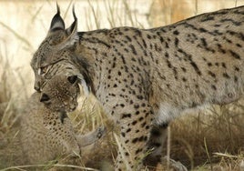 Ya han sido encontrados los cachorros de la hembra de lince que fue atropellada en la A-49