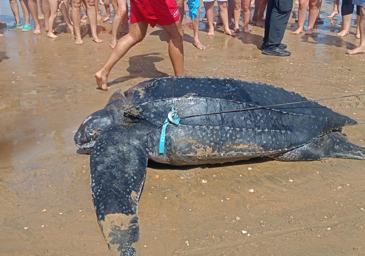 Imagen de la tortuga laúd que ha aparecido en Punta Umbría