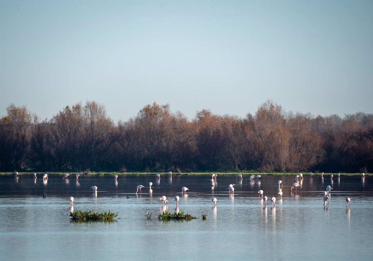 Imágenes del Parque Natural de Doñana, a 24 de enero de 2024