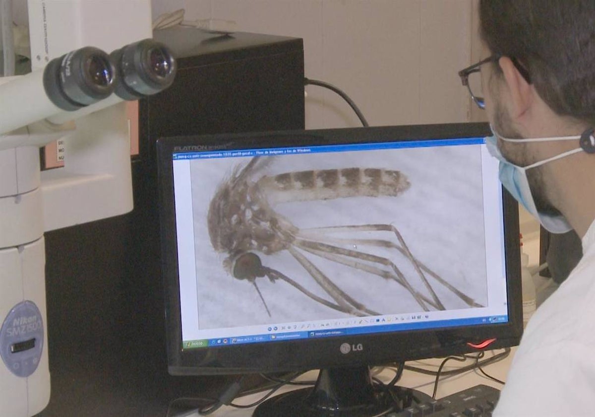 Investigadores estudian el mosquito que transmite el Virus del Nilo