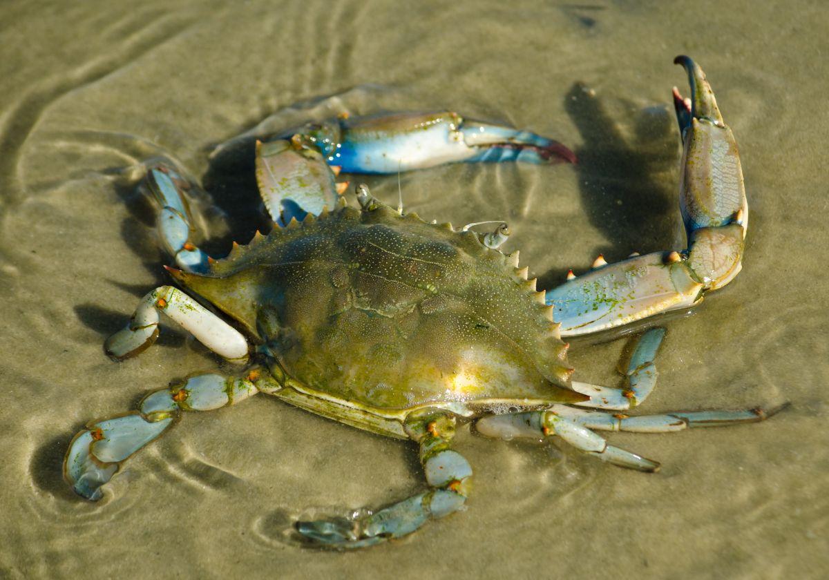 Imagen de un ejemplar de cangrejo azul