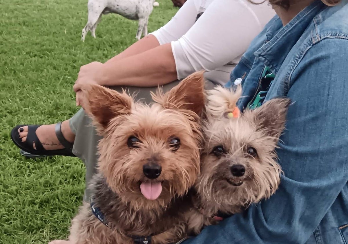 Perros en un parque acompañados por sus propietarios