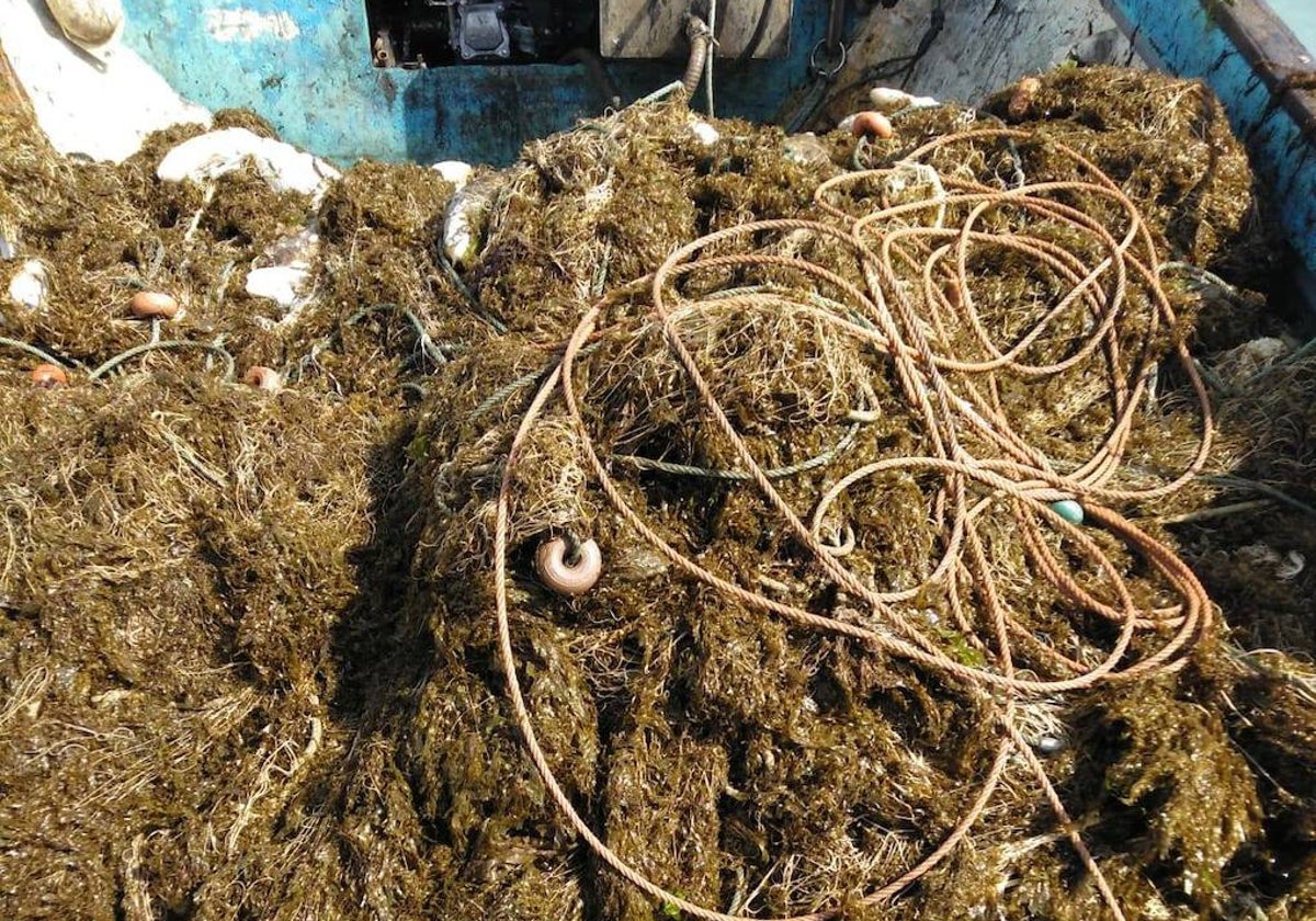 Cantidad ingente de algas enganchadas en las redes de pesca