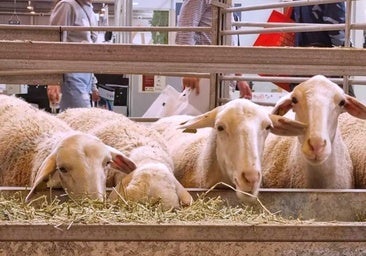 El virus de la lengua azul amenaza a Huelva: ¿Es peligroso para los humanos?