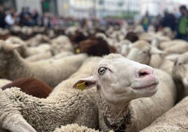 Productores ganaderos señalan que la lengua azul «no afecta no solo a los animales, sino a todo el comercio internacional»