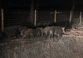 Un grupo de jabalíes se pasea junto a una carretera en Moguer: «Vida salvaje por Huelva»