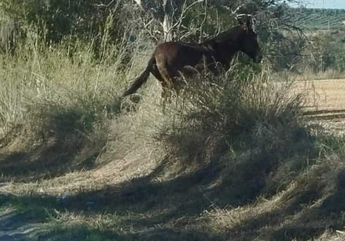 Imagen que acaba de compartir Cabrera, donde aparece otro caballo en una cuneta