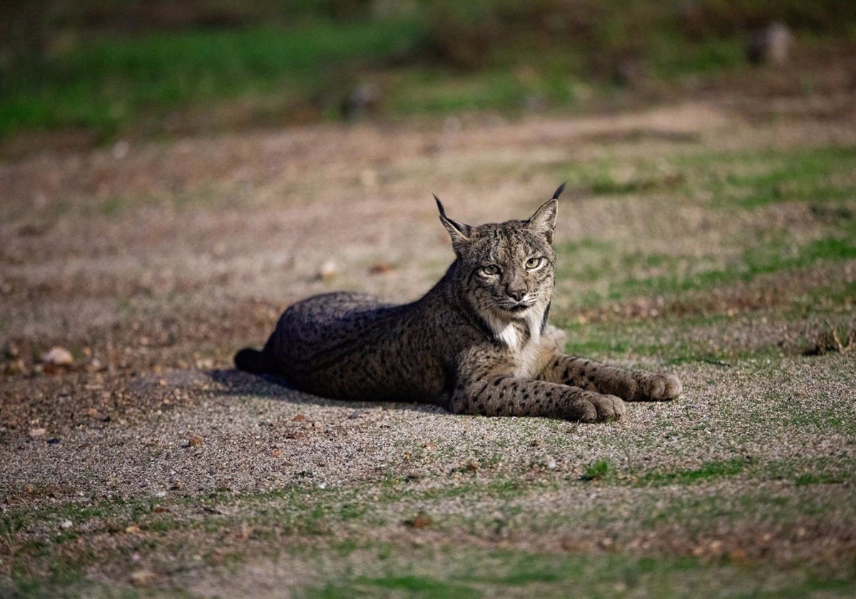 Ejemplar de lince ibérico