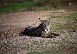 La temporada de cría del lince en Doñana concluye con el nacimiento de doce nuevos ejemplares