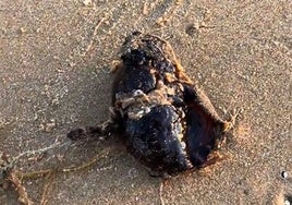 Esta es la curiosa especie que encontró un pescador en una playa de Huelva: «¿Será venenoso?»