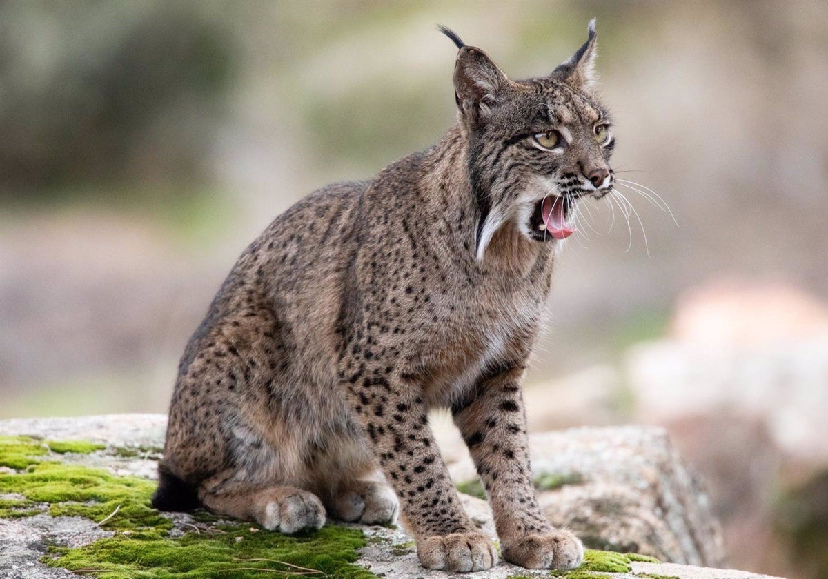 Imagen de un lince en el entorno de Doñana