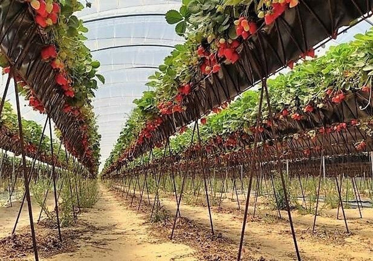 Un cultivo en la provincia de Huelva