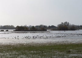 Almonte licita por más de 2 millones la restauración ambiental de cuatro lagunas en el entorno de Doñana