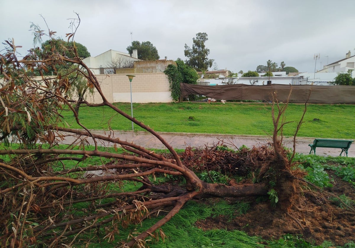 Un árbol arrancado por la fuerza del tornado de este martes en la costa de Huelva