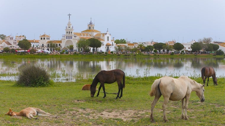 Caballos junto a las marismas y la Ermita de El Rocío al fondo