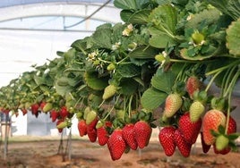 La lluvia de las últimas semanas impide comercializar hasta un 20% de la producción de fresa