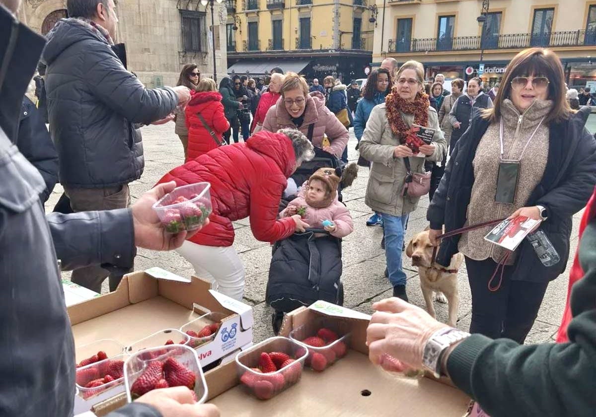 Reparto de fresas en el centro de León