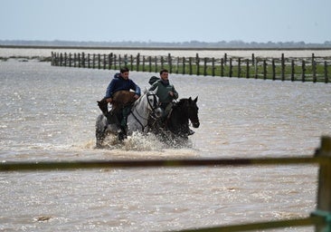 Nace un potrillo en las inundadas marismas de Doñana