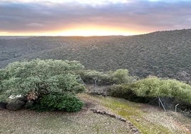 La Diputación de Huelva licita un contrato para dotar de árboles que cubran senderos de la Cuenca Minera y la Sierra