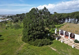 El pino centenario de Fuentepiña, en Moguer