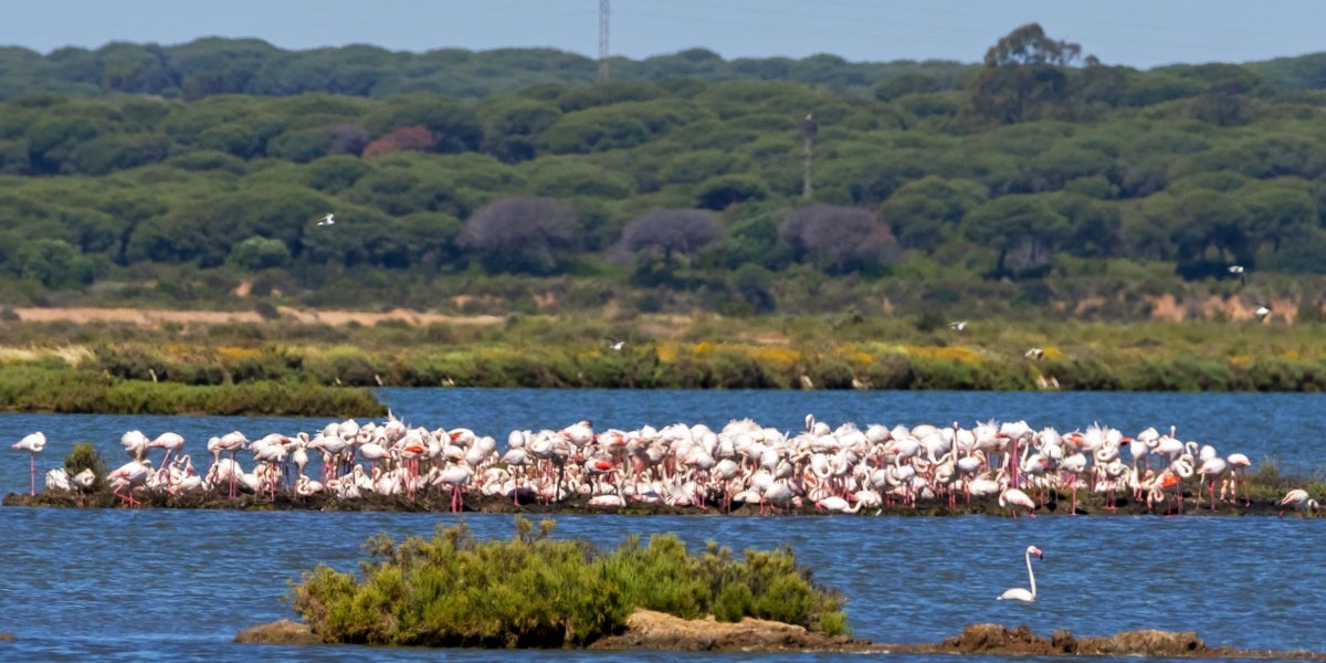 El Paraje Natural Marismas del Odiel luce radiante después de recibir a más de 6.000 parejas de flamencos