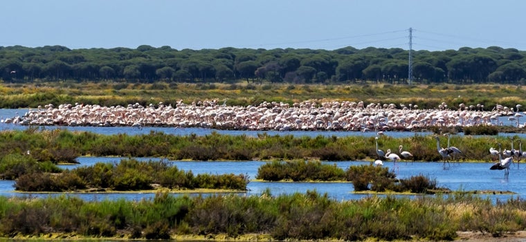 El entorno favorece la alimentación de los flamencos en esta zona de Huelva