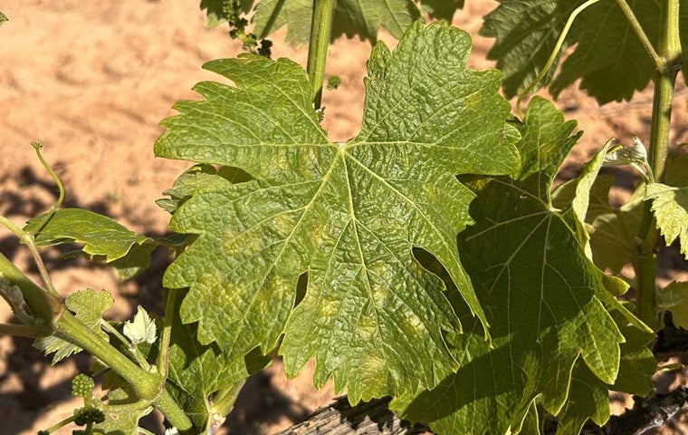 Una hoja de vid afectada por el mildium realizada el pasado mes de abril en una inspección técnica