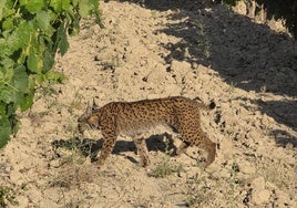 Un lince ibérico encuentra refugio en el santuario de animales de Chucena