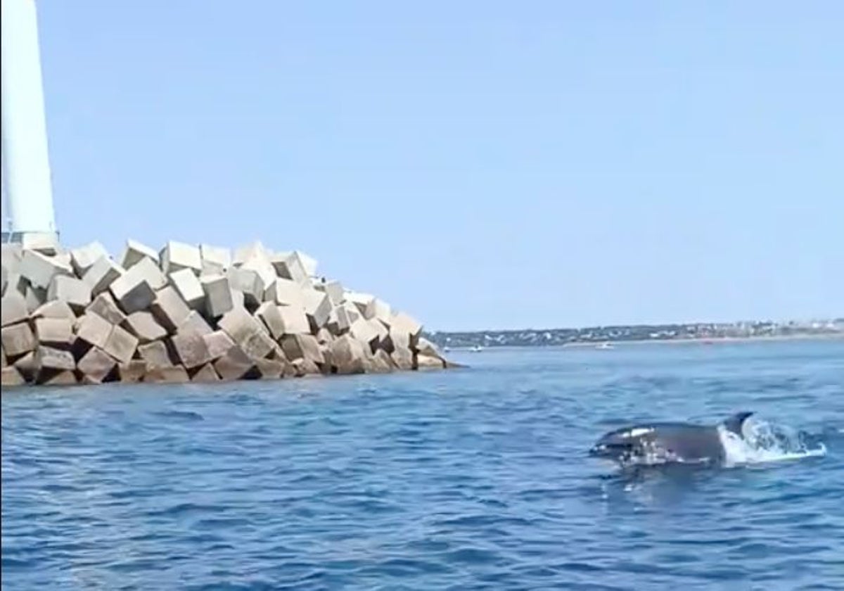 Uno de los delfines captados en aguas de Mazagón