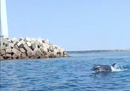 Estaba navegando por Mazagón y se encuentra con una manada de delfines: «Esto es Huelva, un paraíso»