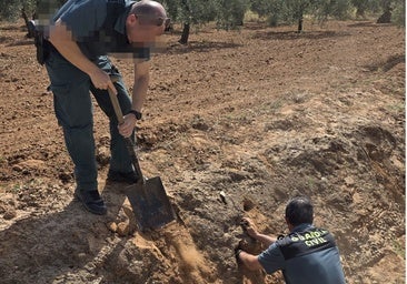 Destruyen una treintena de nidos de un ave protegida en el entorno de Doñana