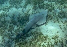 Así es el pez gigante que podrías encontrarte en las playas de Huelva este verano: está emparentado con los tiburones
