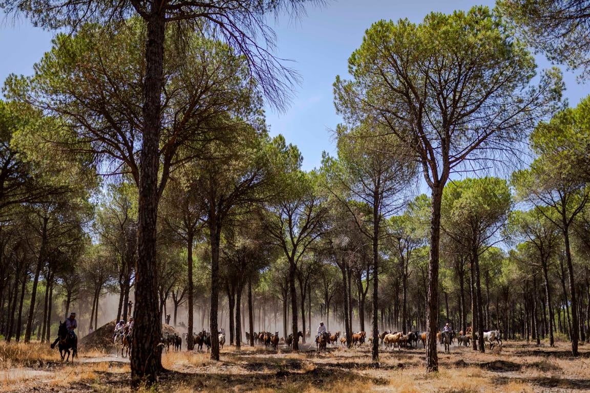 Las mejores imágenes de la Saca de las Yeguas 2025