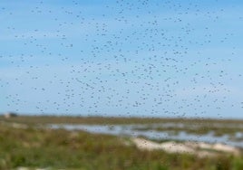 Huelva refuerza su escudo frente al virus del Nilo con un plan de control supramunicipal