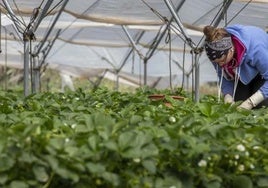 La Junta publicará en un mes sus ayudas para los agricultores de Doñana con o sin el  Ministerio