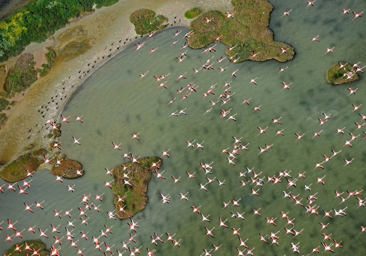 Flamencos en el espacio natural de Doñana