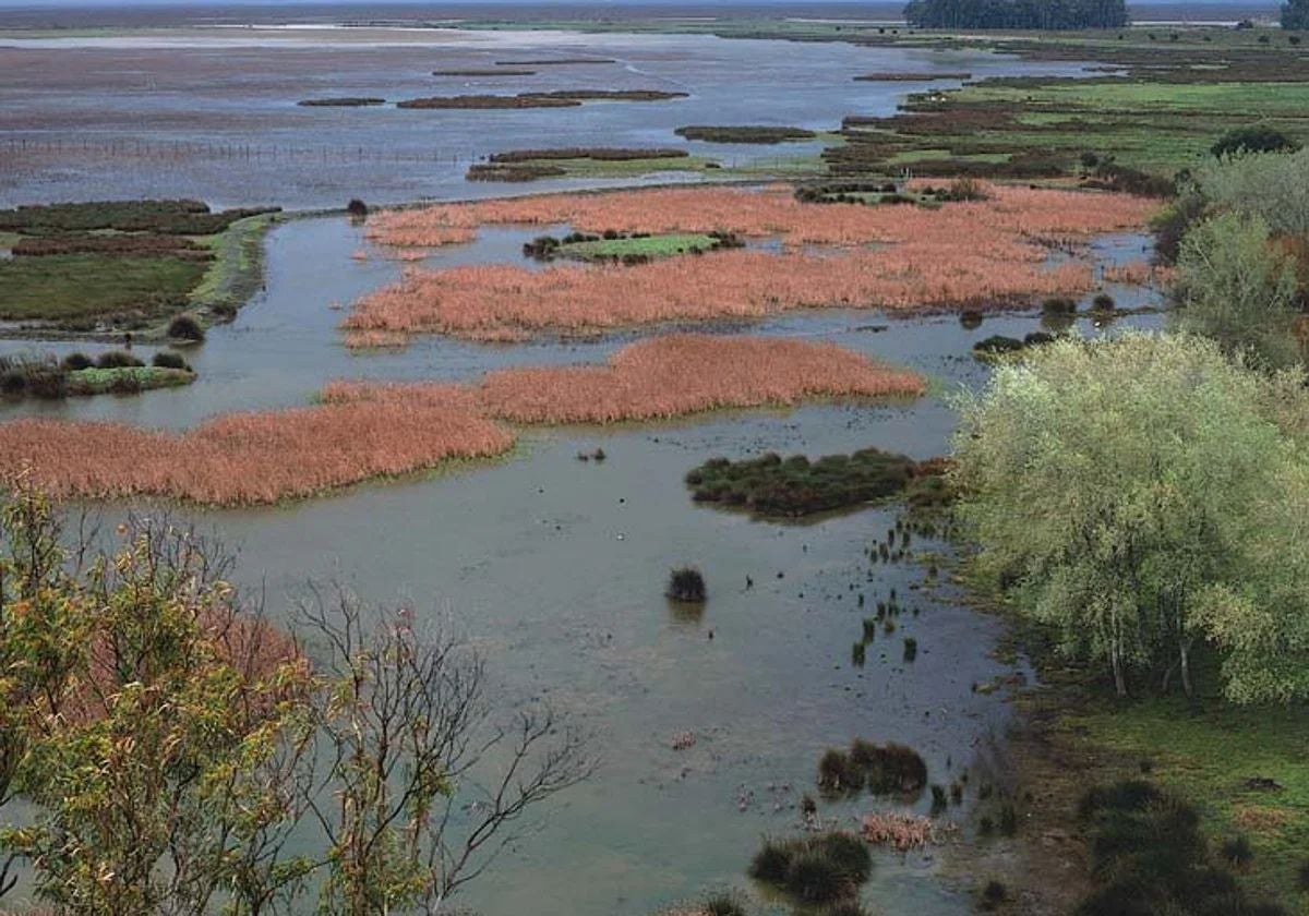 Foto de archivo de la marisma de Doñana