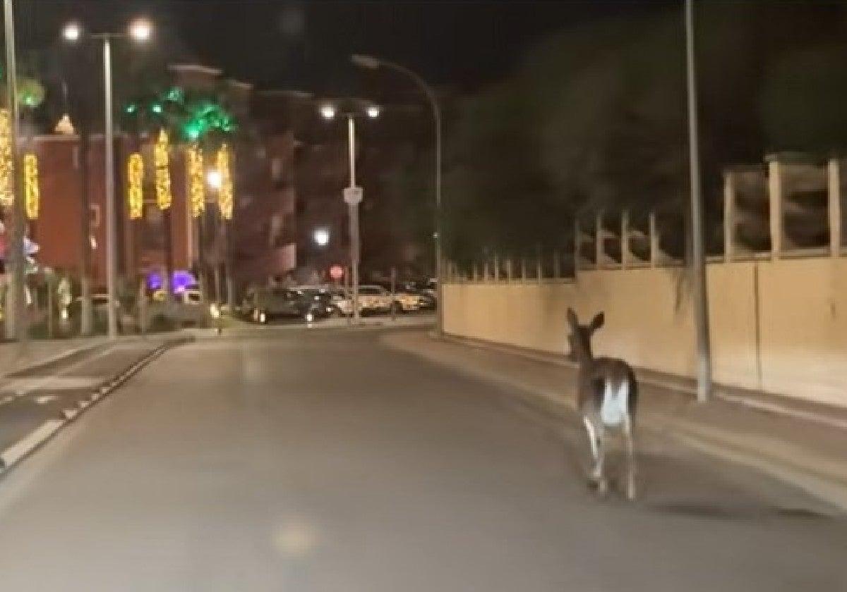 Captura del vídeo de @josemicebrero