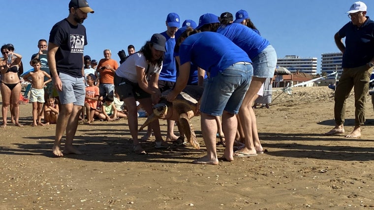 Voluntarios proceden a la suelta de Donatello