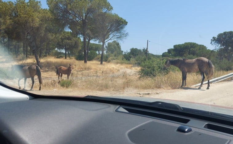 Imagen principal - La presencia de equinos sueltos en ciertas carreteras de la provincia es relativamente habitual, además de peligrosa