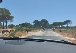 Denuncian el aumento de caballos sueltos en las carreteras de Huelva y exigen medidas urgentes