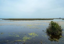 Destinan cuatro millones de euros para acciones de innovación y dinamización en el entorno de Doñana