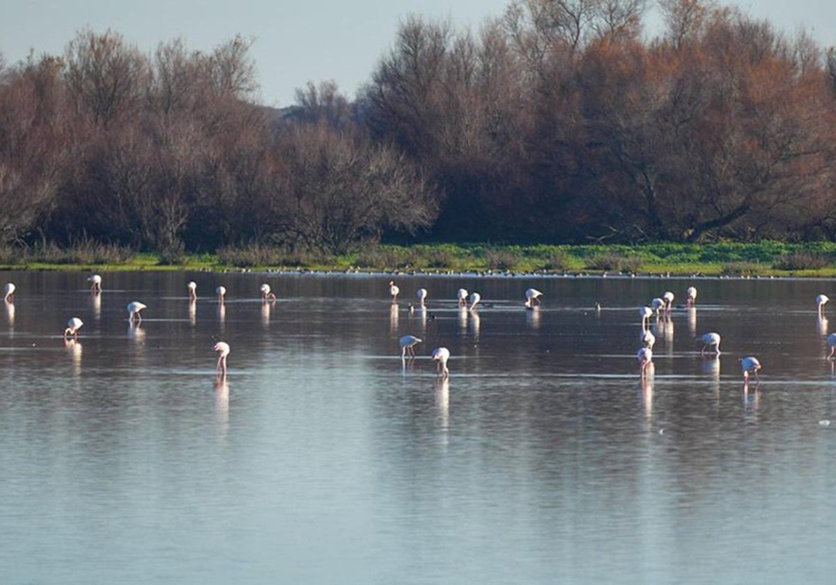 Flamencos en el Parque Nacional de Doñana
