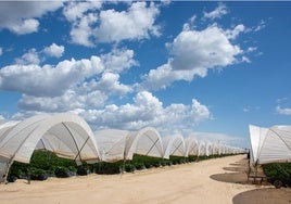 El Gobierno publica la orden de bases que regula las ayudas a agricultores de Doñana