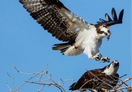 El águila pescadora conquista Marismas del Odiel: nueve parejas reproductoras alcanzan el éxito en 2025