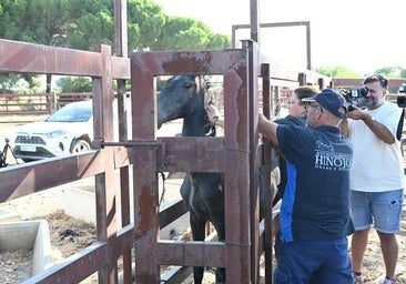 La alcaldesa de Hinojos asegura que los propietarios de los 17 caballos sueltos en Doñana son unos «cuatreros»
