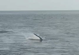 Un tiburón sorprende a un pescador que estaba en las aguas de Mazagón: «La primera vez que veo esto»