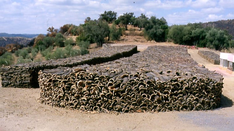 El corcho retirado en 2004 de los alcornoques de la comarca incendiada