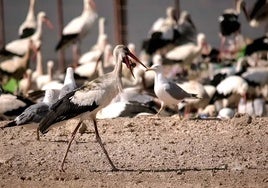 Aparecen dos nuevos casos de gripe aviar en el entorno de Doñana